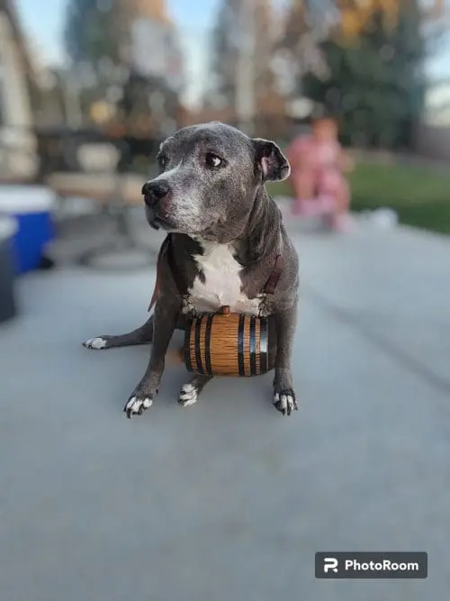 1/4 Gallon Saint Bernard Dog Barrel