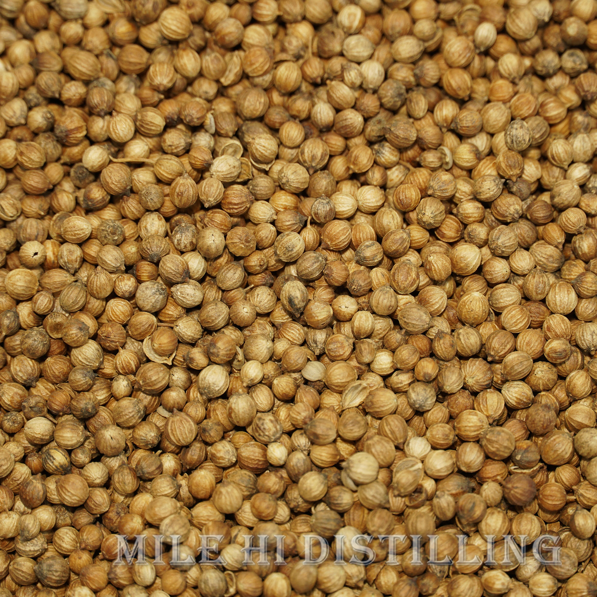 Coriander Seed (2oz)